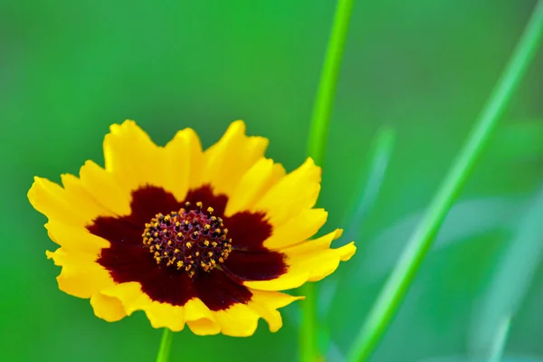 Fleur jaune sur un fond vert flou. Gros plan . — Photo