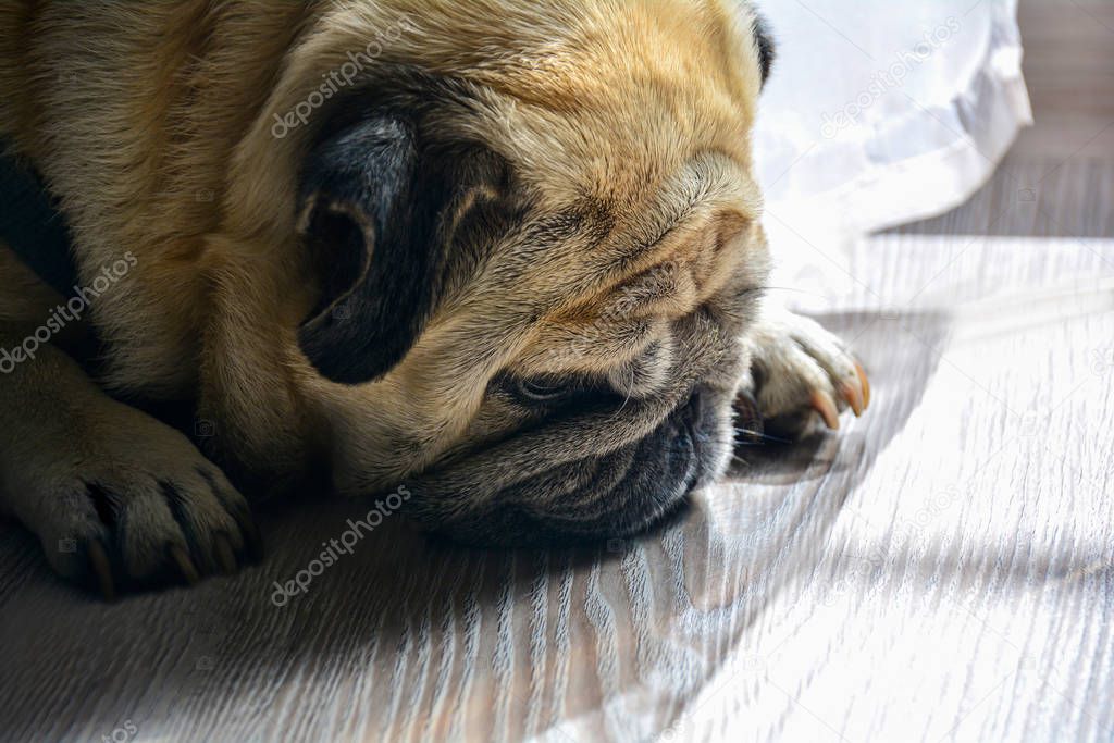 Close-up sad pug dog lying on a wooden floor, making a sad face outdoors under natural sunlight.