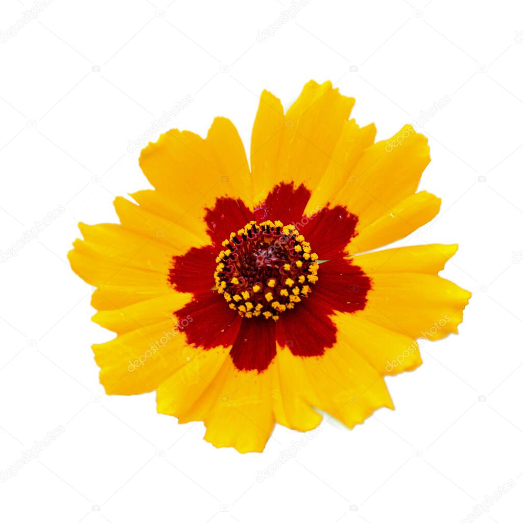 Yellow flower Isolated on a white background. Close-up.