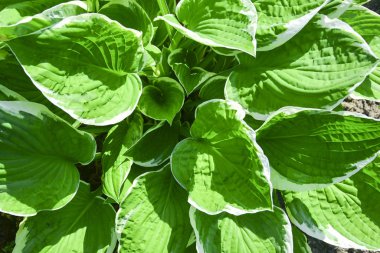 Hosta (Funkia, muz zambakları) bahçede. Açık kenarlı yeşil yapraklar.