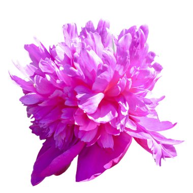 Bahçede pembe şakayık. Bahçedeki Bokeh Pembe Şakayığı