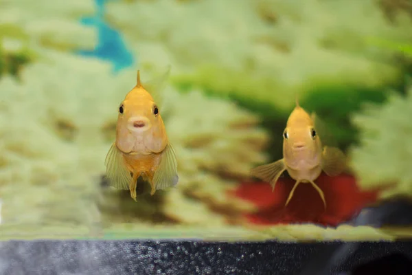Две желтые рыбы с любопытством смотрят из аквариума. Крупный план, мягкий фокус . — стоковое фото