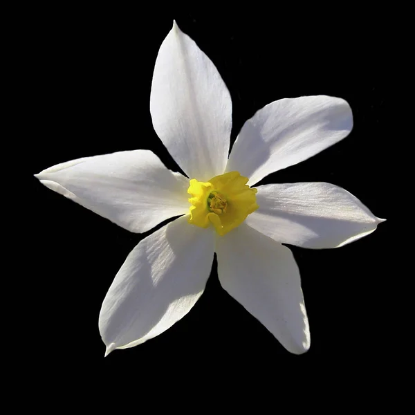 White flower narcissus against the sky and green leaves. Soft fo — 스톡 사진