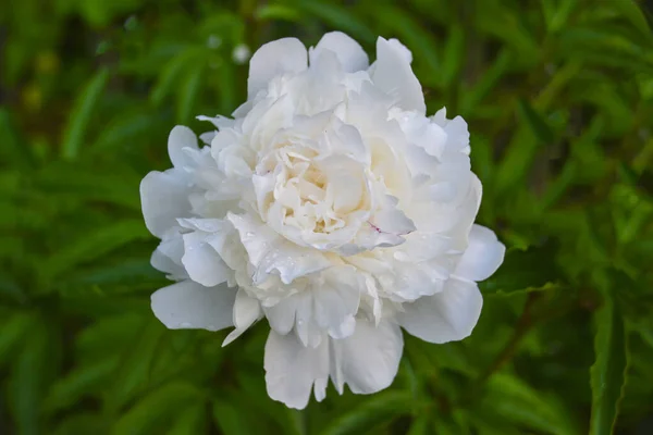 Biały kwiat piwonii Wieloletnia roślina z dużymi pięknymi kwiatami. Zbliżenie. — Zdjęcie stockowe