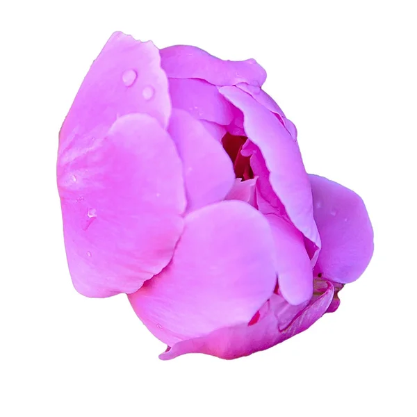 Růžový pivoňkový květ. Trvalá rostlina s velkými krásnými květy. — Stock fotografie