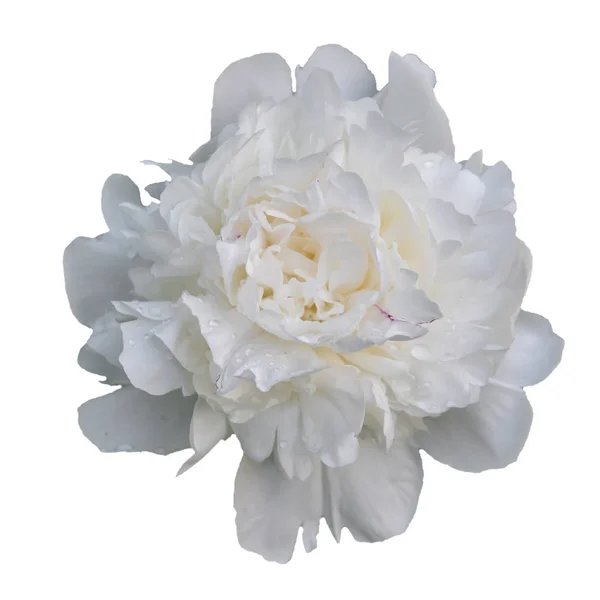 Weiße Pfingstrosenblume mehrjährige Pflanze mit großen schönen Blüten. — Stockfoto