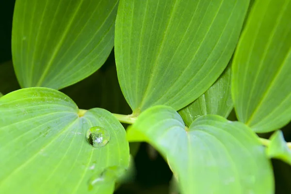 Капля росы утром на листе с солнечным светом. Крупный план зеленого листа растения. Капля воды на листе. Закрыть каплю воды на листочке . — стоковое фото