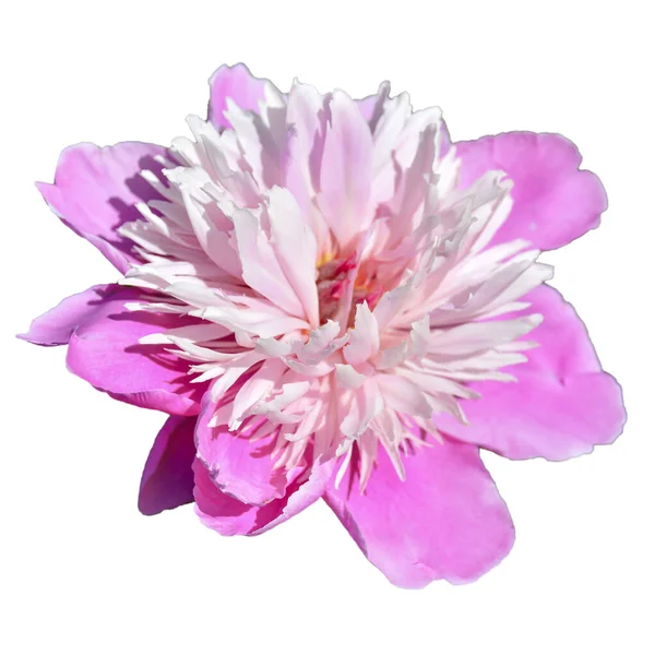 Peonía Rosa en el jardín. Bokeh Pink Peony en el jardín con gr —  Fotos de Stock