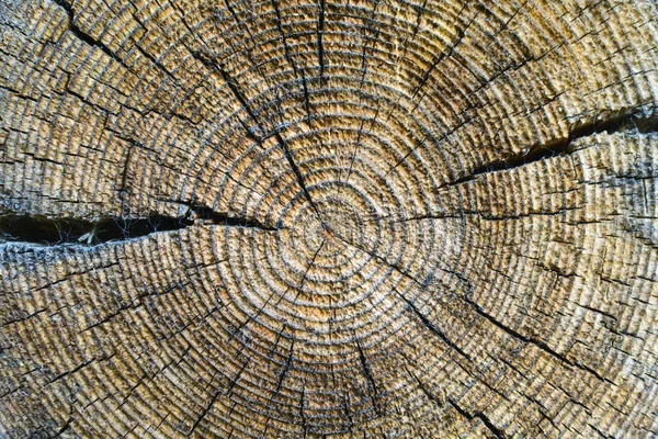 横断面的老树干, 显示每年圆环和裂缝。木材质地. — 图库照片