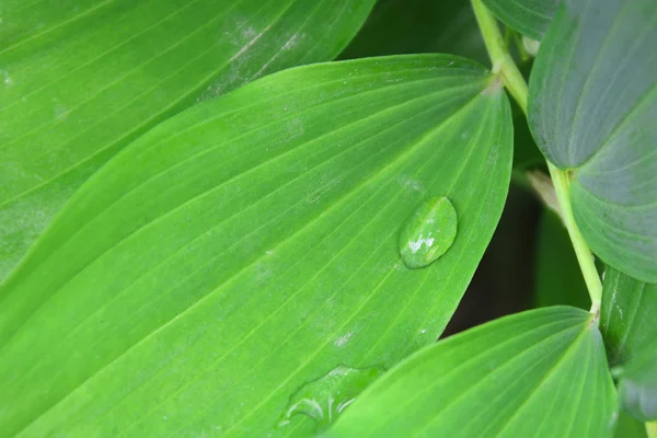 Drop of dew in morning on leaf with sunlight. Close-up of green plant leaf. Water drop on leaf. Close up of water drop on leaf.