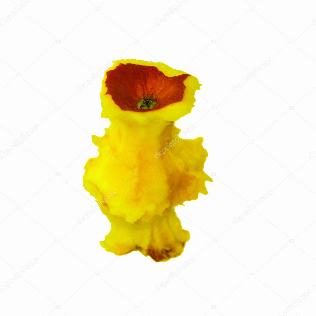 apple core isolated on white background.soft focus