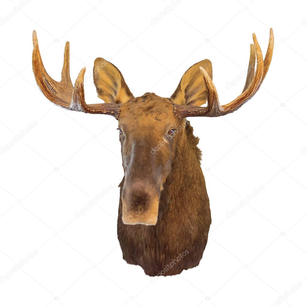 Moose head isolated on white background. soft focus. object for design or project.