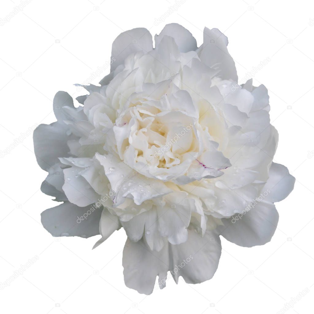 white peony flower Perennial plant with large beautiful flowers.