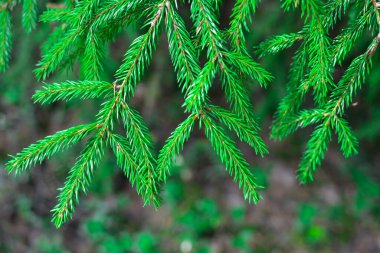 Bulanık bir arkaplanda firavun dalları. Doğal doğal arka plan. Noel ve yeni yıl konsepti.