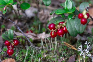 Kırmızı kızılcıklar kozalaklı ormanda bir dalda. Böğürtlen ve yapraklara yakın çekim. Doğal arkaplan.
