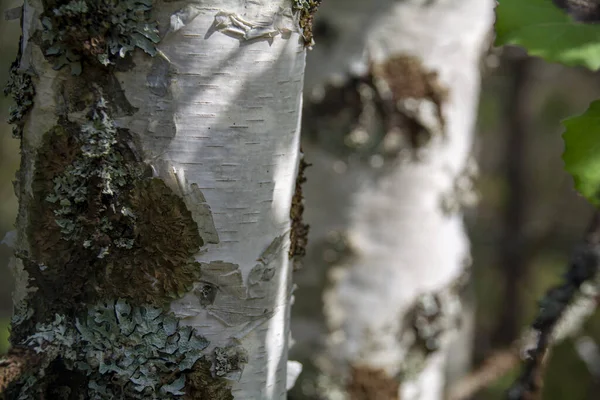 Huş ağacının gövdesine yeşil liken koyun. Bahar zamanı Finlandiya ormanı. Soyut doğal arkaplan. — Stok fotoğraf