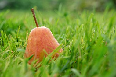 Yağmurdan sonra bahçedeki çimlerde armut. Meyveler düştü. 