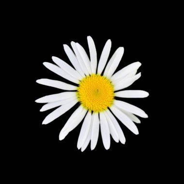 siyah bir arka plan üzerinde izole papatya çiçek.