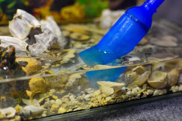 Pulizia dell'acquario. Pompare acqua dall'acquario. Primo piano. Sifone strumento di pulizia ghiaia in acquario. Contenuto di pesci d'acquario e concetto di igiene . — Foto Stock