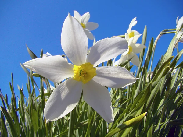 Narciso bianco fiore contro il cielo e foglie verdi. Concentrazione morbida . — Foto Stock