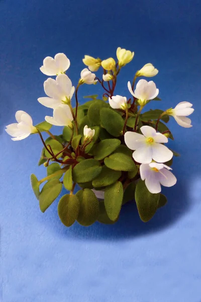 Mini-Violett auf blauem Hintergrund. Weicher Fokus. — Stockfoto