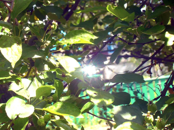 Солнечный кролик в зеленых листьях дерева. Концепция: теплое лето, отдых на открытом воздухе, абстрактный фон для проекта . — стоковое фото