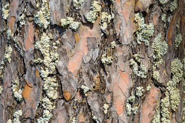 Přírodní borová kůra textura zblízka. Dřevěné pozadí. Struktura dřeva. — Stock fotografie