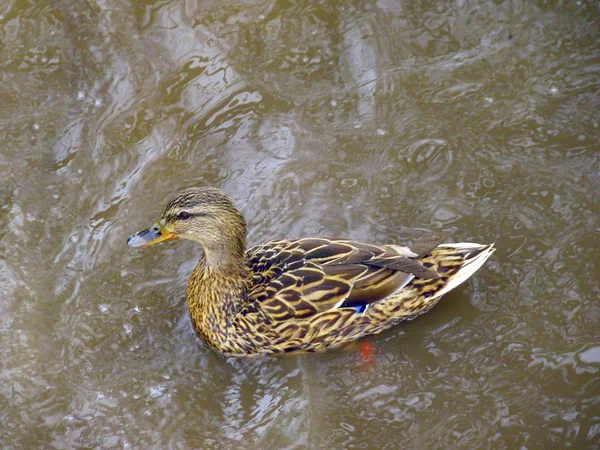 Duck swimming in water top view. soft focus.