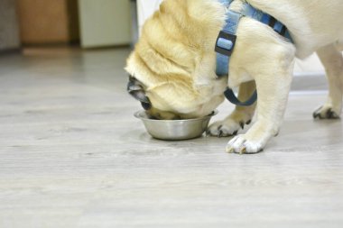 A pug dog eats dry food from a plate. Concept: care for pets, pet food, hunger and satiety.