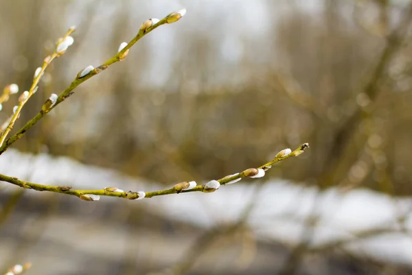 Ein Zweig einer blühenden Weide vor verschwommenem Hintergrund. Konzept: Frühling, Feiertag, Palmsonntag — Stockfoto
