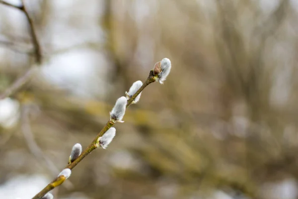 Ein Zweig einer blühenden Weide vor verschwommenem Hintergrund. Konzept: Frühling, Feiertag, Palmsonntag — Stockfoto