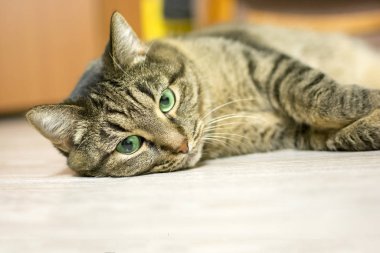 Gray domestic cat with green eyes, resting lying on the floor. selective focus.