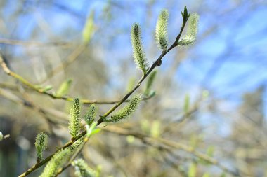 Blooming willow close up. Image for background, greeting card, greeting, and project or design.