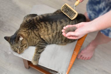 Cat after scratching. The result of scratching a pet. piece of f