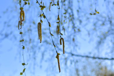 Huş ağacında çiçek açan kedi derileri. Sıcak, güneşli bir günde huş ağacında çiçek açan kedi derileri... Arkaplan, tebrik kartı, selamlama ve proje veya tasarım için resim.
