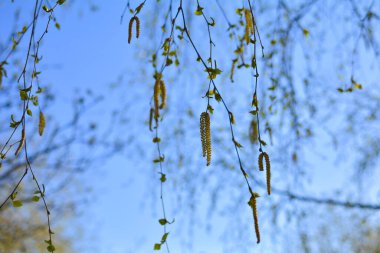 Huş ağacında çiçek açan kedi derileri. Sıcak, güneşli bir günde huş ağacında çiçek açan kedi derileri... Arkaplan, tebrik kartı, selamlama ve proje veya tasarım için resim.