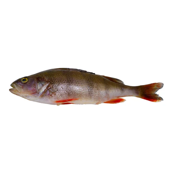 River bass isolated on white background. Selective focus. Concept: fishing, catch, active rest. — ストック写真