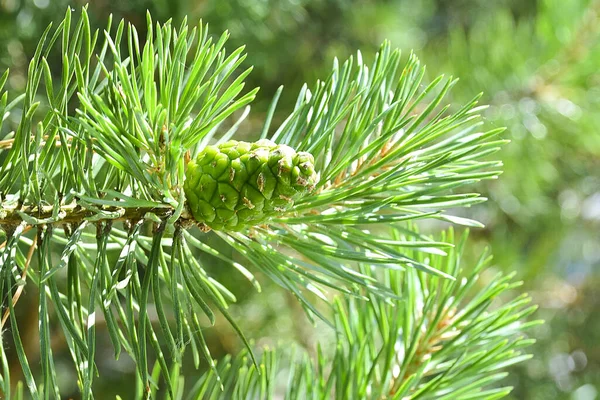 Cone on the pine branch. Pine cone on a branch close-up. Stock Photo