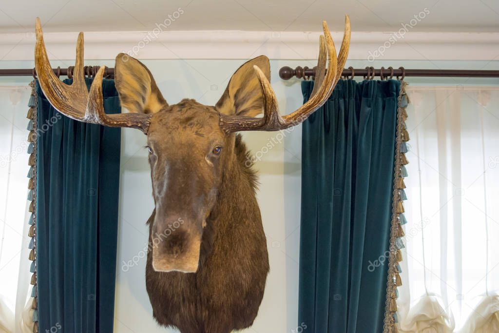 The head of an elk on the wall. Hunting trafey