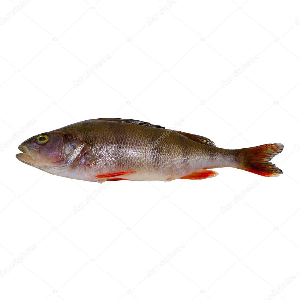 River bass isolated on white background. Selective focus. Concept: fishing, catch, active rest.