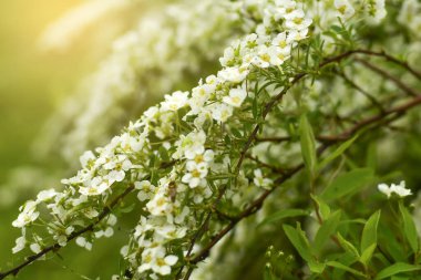 Yumuşak odaklanma. Spirea, Rosaceae ailesinden bir süs çitidir..