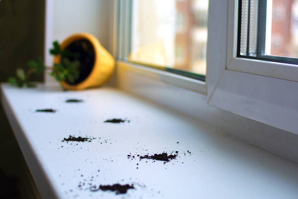 Inverted flower pot and cat tracks on the windowsill. Concept: pets and discomfort that they give. selective focus.