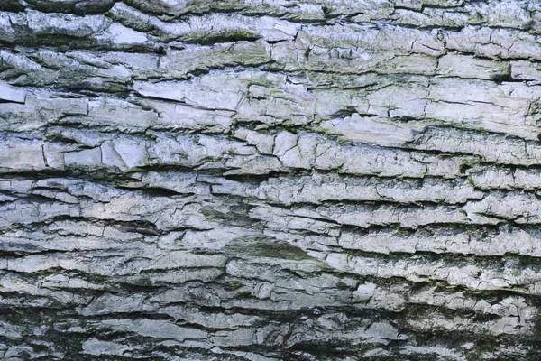 Padrão de fundo de textura de árvore de madeira velha — Fotografia de Stock