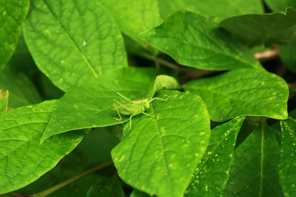 Sprinkhaan op een groen blad en tegen de achtergrond van groen. selectieve focus. — Stockfoto