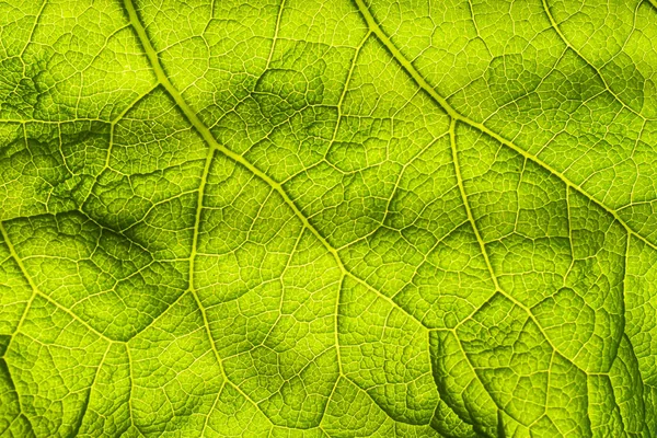 Fundo abstrato folha verde closeup. Imagem para projeto e design. Folha de textura verde. Natureza Contexto . — Fotografia de Stock