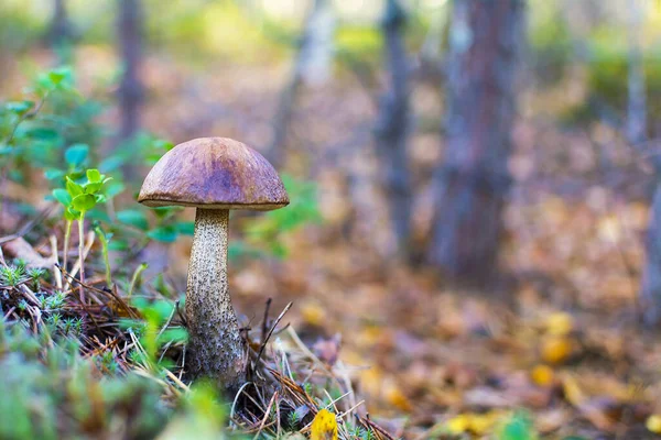 Hongo en el bosque. Concepto: recreación al aire libre mientras colecciona — Foto de Stock