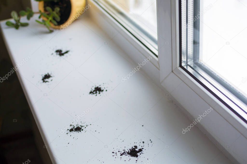 Inverted flower pot and cat tracks on the windowsill. Concept: pets and discomfort that they give. selective focus.