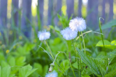 Yeşil çim arka planda karahindiba. Yeşil çimen arka planında tüylü karahindiba