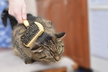 Bir tekir kedi tarandığında ve tarandığında yalan söyler ve zevk alır. Seç