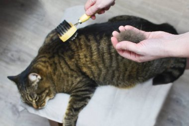 Cat after scratching. The result of scratching a pet. piece of fur.